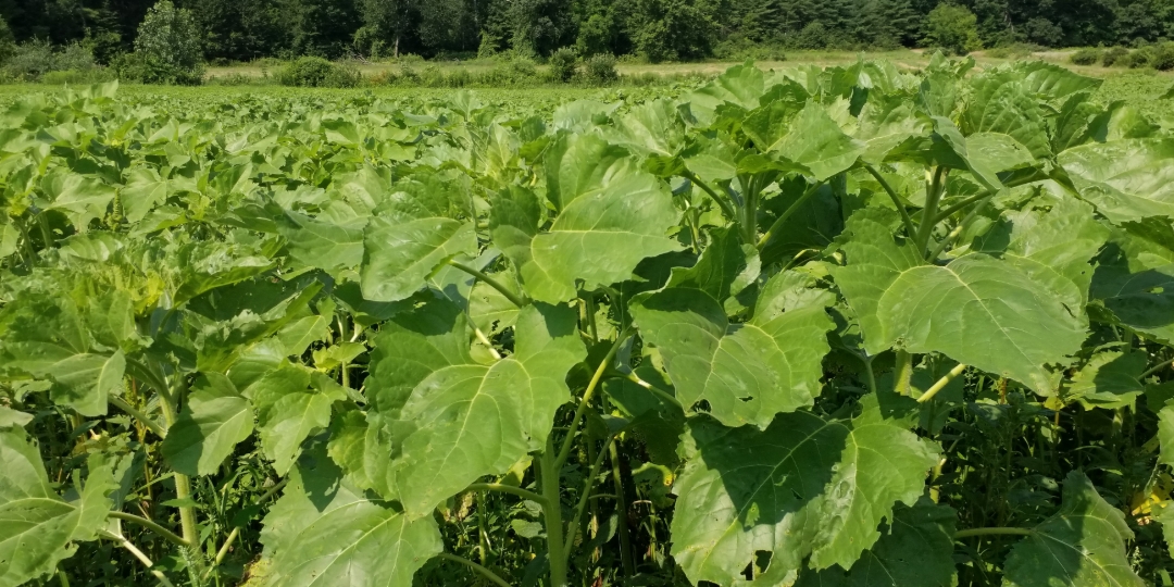 Sunflower maze opening August 2021